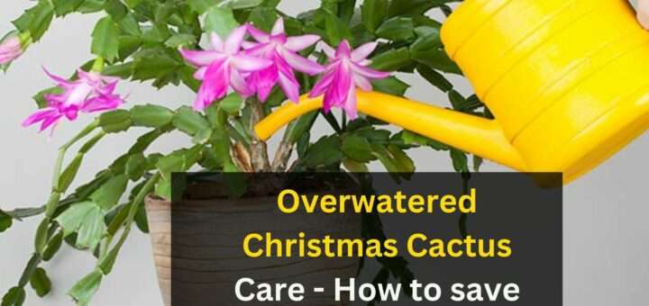 Overwatered Christmas Cactus Care - How to save Overwatered Cactus?