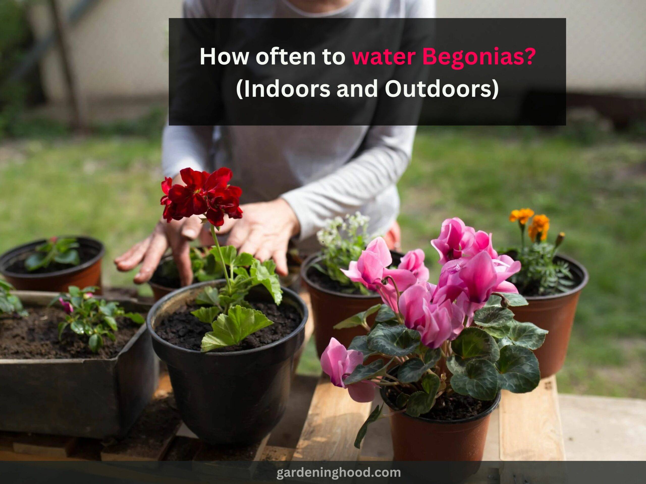 How often to water Begonias? (Indoors and Outdoors)
