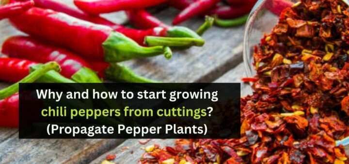 Why and how to start growing chili peppers from cuttings? (Propagate Pepper Plants)