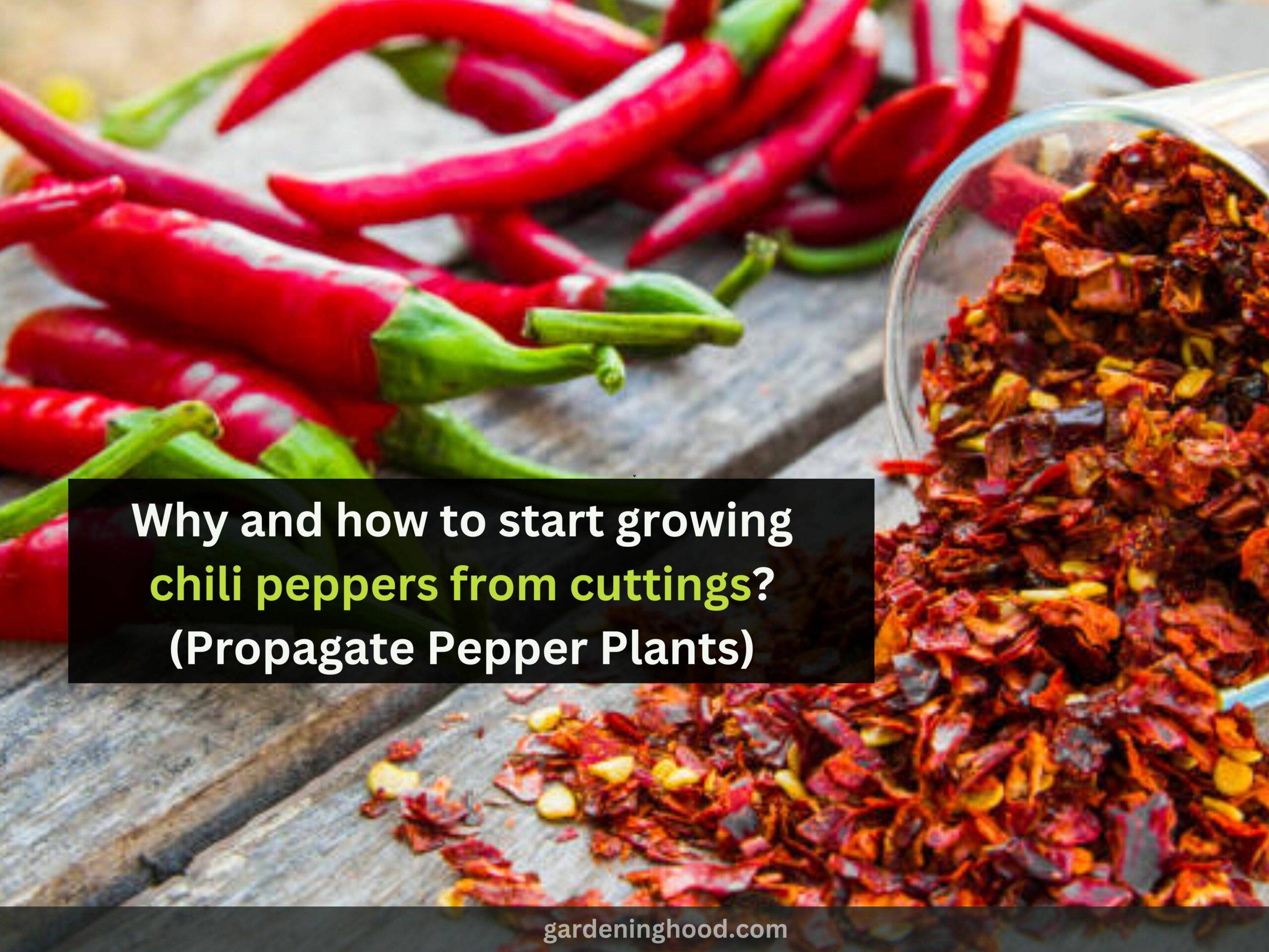 Why and how to start growing chili peppers from cuttings? (Propagate Pepper Plants)