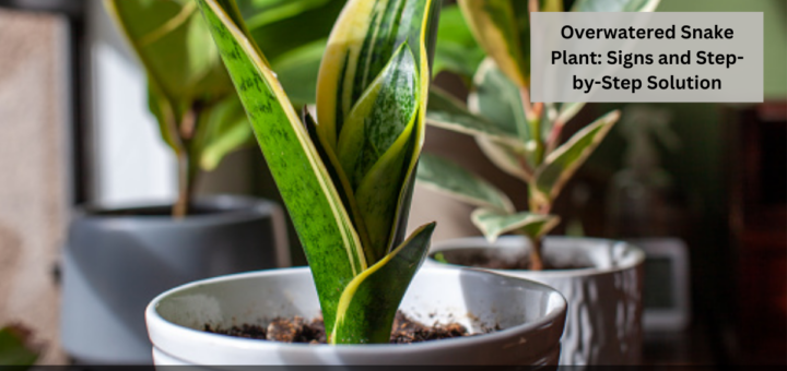 Overwatered Snake Plant - Signs and Step-by-Step Solution