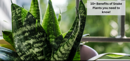 10+ Benefits of Snake Plants you need to know!