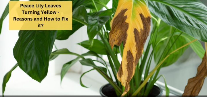 Peace Lily Leaves Turning Yellow - Reasons and How to Fix it?