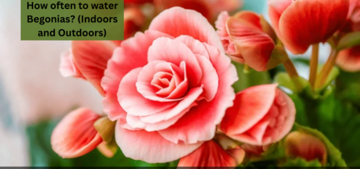 How often to water Begonias? (Indoors and Outdoors)