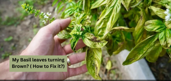 My Basil leaves turning Brown? (Reasons & How to Fix it?)