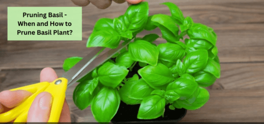 Pruning Basil - When and How to Prune Basil Plant?