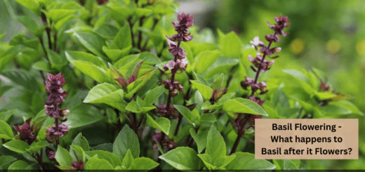 Basil Flowering - What happens to Basil after it Flowers?