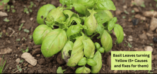 Basil Leaves turning Yellow (5+ Causes and fixes for them)