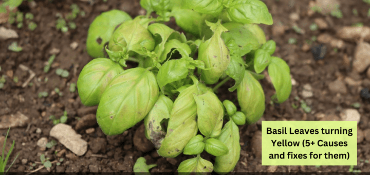 Basil Leaves turning Yellow (5+ Causes and fixes for them)