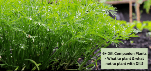 6+ Dill Companion Plants - What to plant & what not to plant with Dill?