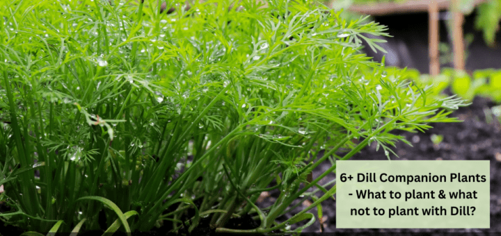 6+ Dill Companion Plants - What to plant & what not to plant with Dill?