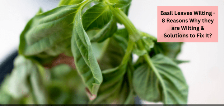 Basil Leaves Wilting - 8 Reasons Why they are Wilting & Solutions to Fix It?