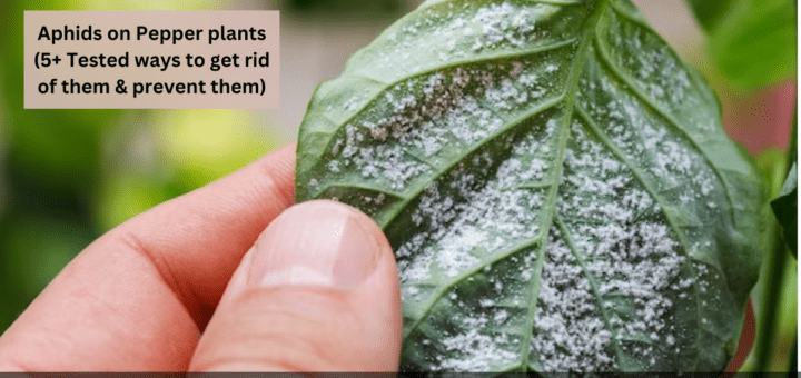 Aphids on Pepper plants (5+ Tested ways to get rid of them & prevent them)