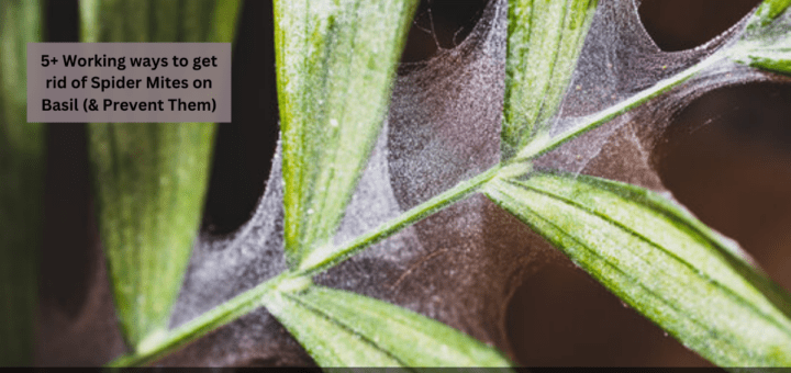 5+ Working ways to get rid of Spider Mites on Basil (& Prevent Them)