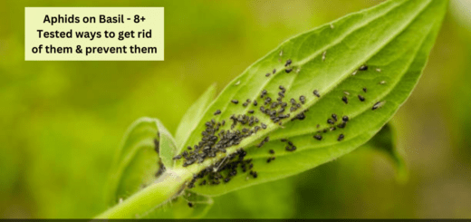 Aphids on Basil - 8+ Tested ways to get rid of them & prevent them