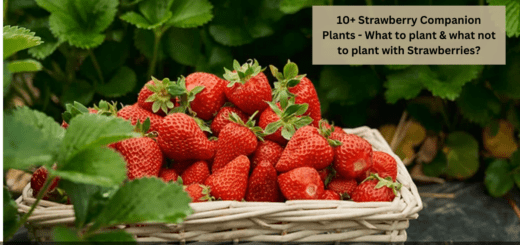 10+ Strawberry Companion Plants - What to plant & what not to plant with Strawberries?