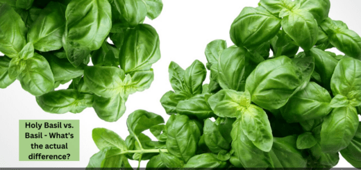 Holy Basil vs. Basil - What's the actual difference?