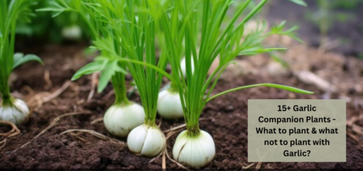 15+ Garlic Companion Plants - What to plant & what not to plant with Garlic?