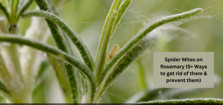 Spider Mites on Rosemary (5+ Ways to get rid of them & prevent them)