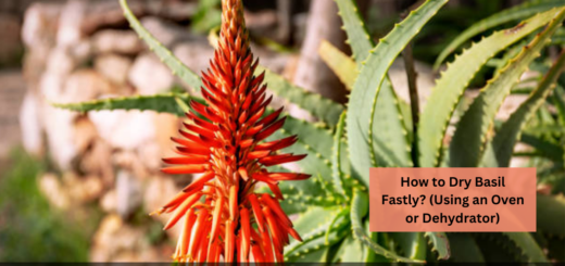 Does Aloe vera Bloom? -How to get Flowers on Aloe Plants? (Helpful Tips)