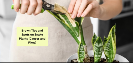 Brown Tips and Spots on Snake Plants (Causes and Fixes)