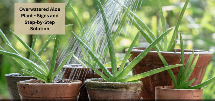 Overwatered Aloe Plant - Signs and Step-by-Step Solution