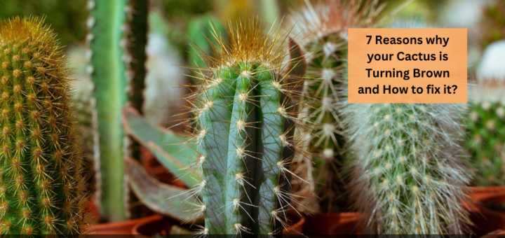 7 Reasons why your Cactus is Turning Brown and How to fix it?