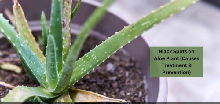 Black Spots on Aloe Plant (Causes Treatment & Prevention)