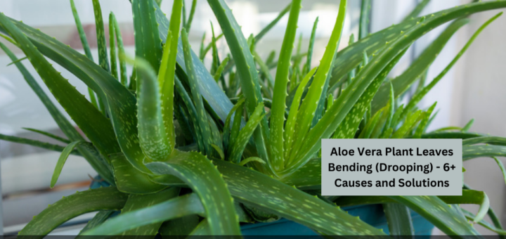 Aloe Vera Plant Leaves Bending (Drooping) - 6+ Causes and Solutions