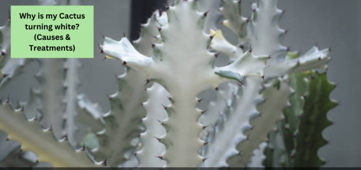 Why is my Cactus turning white? (Causes & Treatments)