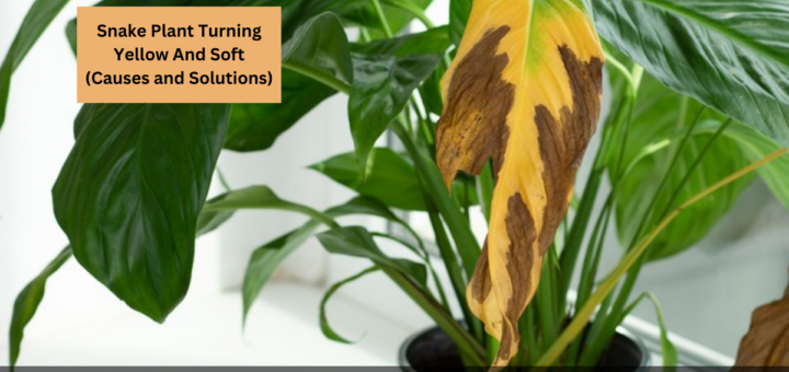 Snake Plant Turning Yellow And Soft (Causes and Solutions)