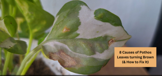 8 Causes of Pothos Leaves turning Brown (& How to Fix It)