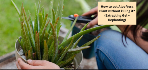 How to cut Aloe Vera Plant without killing it? (Extracting Gel + Replanting)