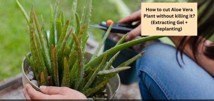 How to cut Aloe Vera Plant without killing it? (Extracting Gel + Replanting)