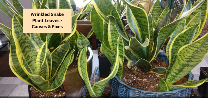 Wrinkled Snake Plant Leaves - Causes & Fixes