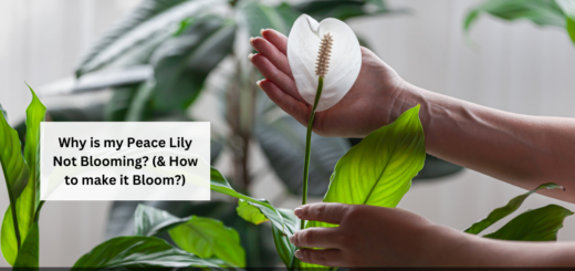 Why is my Peace Lily Not Blooming? (& How to make it Bloom?)