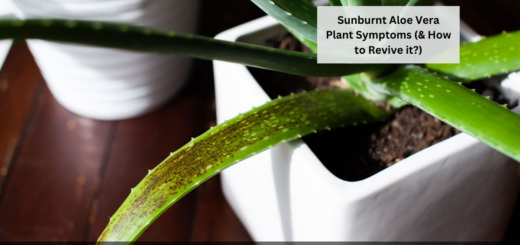 Sunburnt Aloe Vera Plant Symptoms (& How to Revive it?)