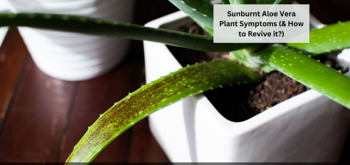 Sunburnt Aloe Vera Plant Symptoms (& How to Revive it?)