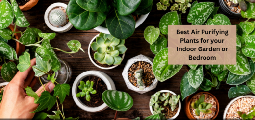 Best Air Purifying Plants for your Indoor Garden or Bedroom