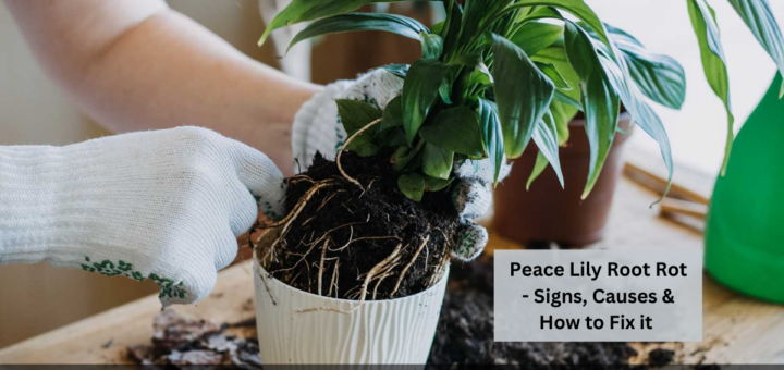 Peace Lily Root Rot - Signs, Causes & How to Fix it  