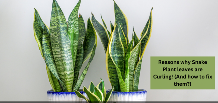 Reasons why Snake Plant leaves are Curling! (And how to fix them?)