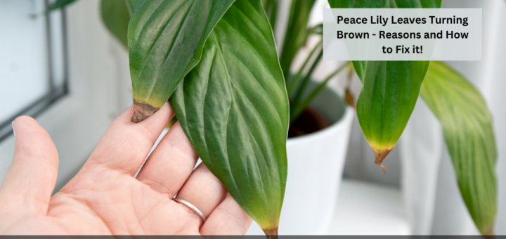 Peace Lily Leaves Turning Brown - Reasons and How to Fix it!