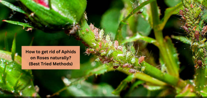 How to get rid of Aphids on Roses naturally? (Best Tried Methods)