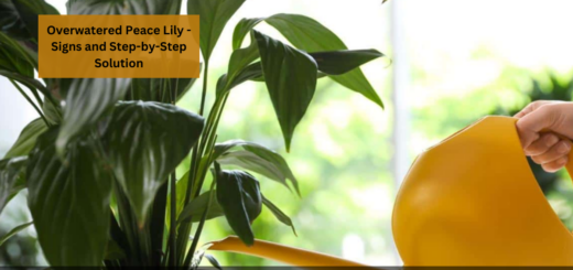 Overwatered Peace Lily - Signs and Step-by-Step Solution