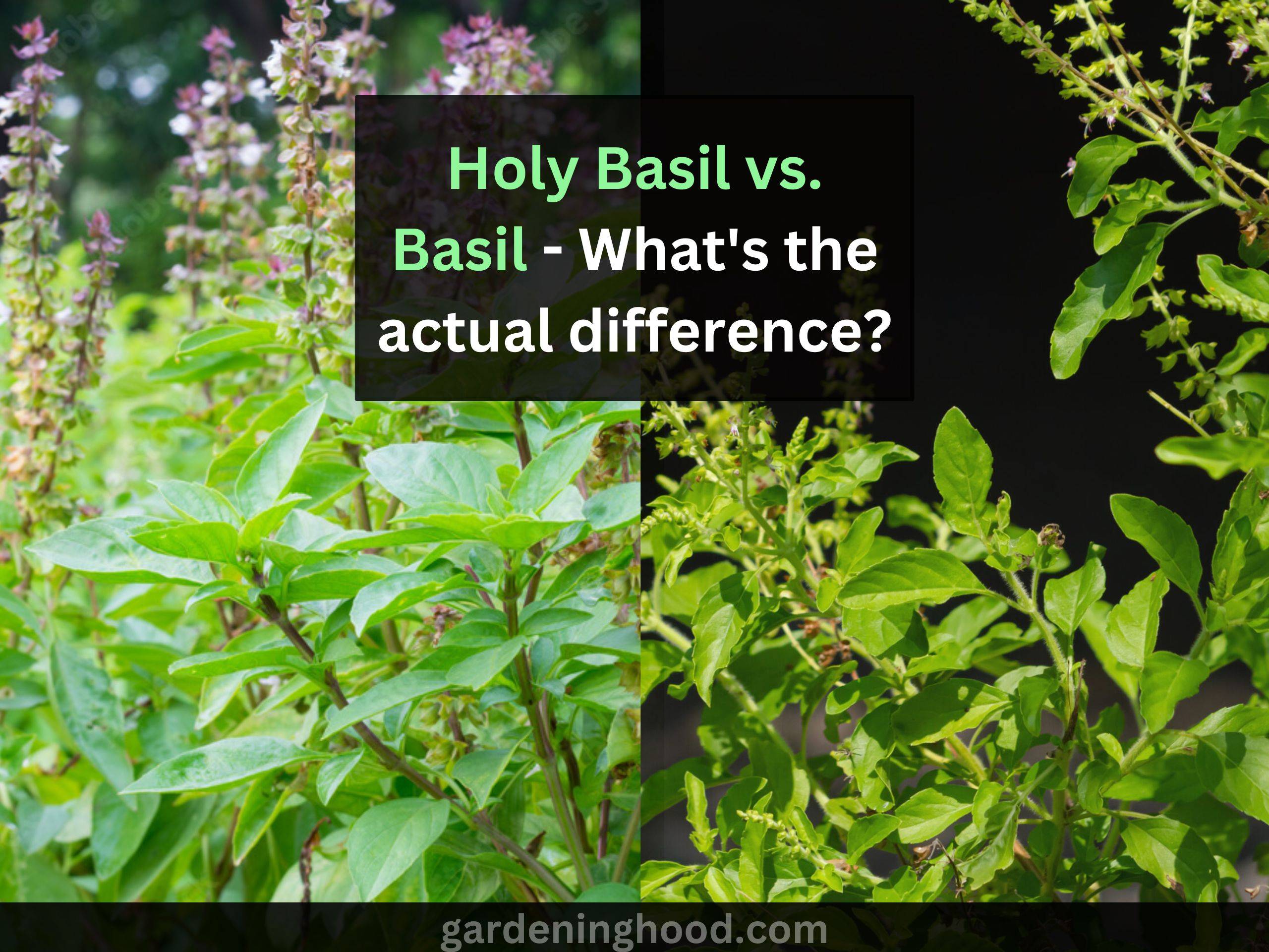 Holy Basil vs. Basil - What's the actual difference?