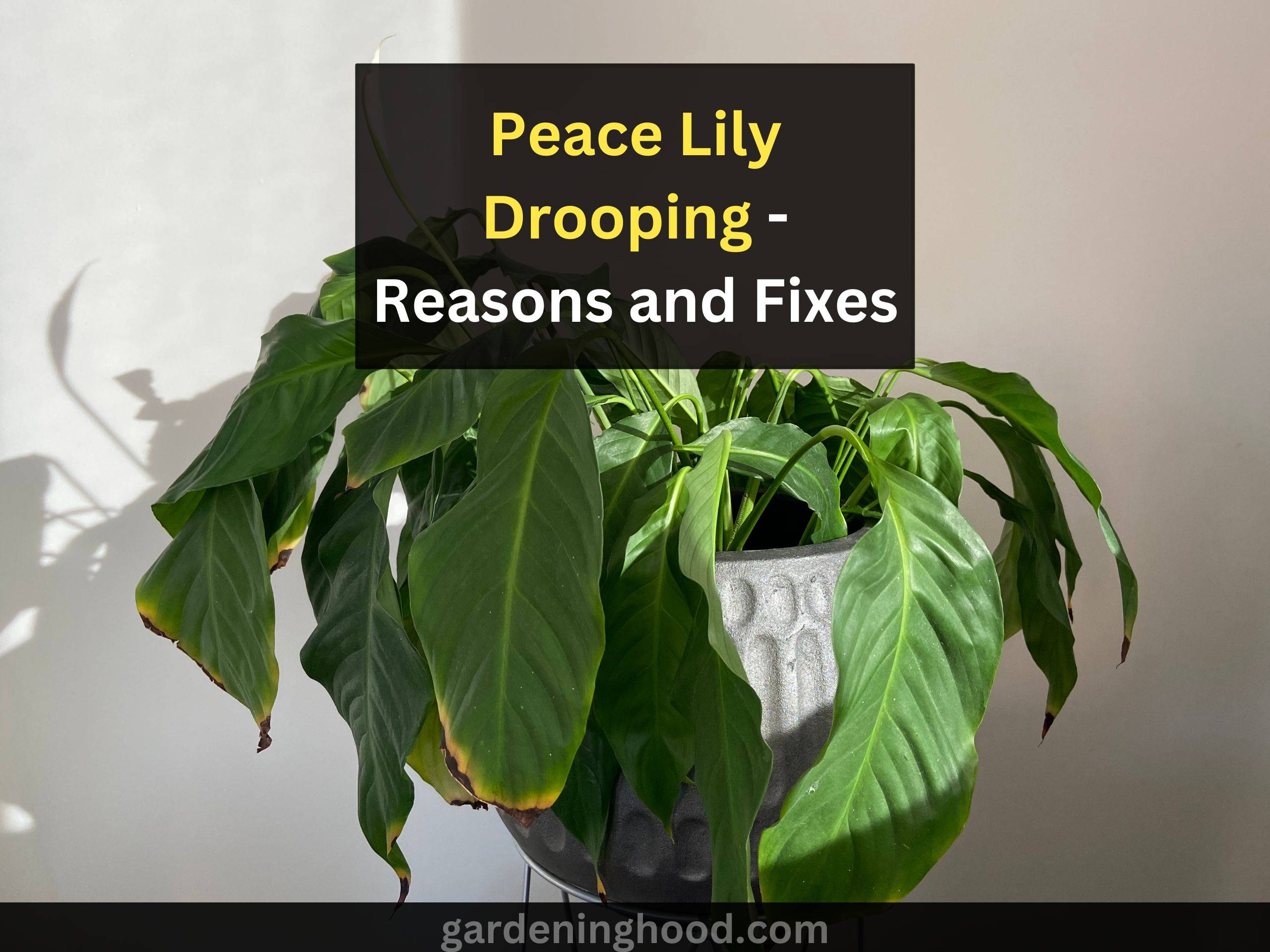 Peace Lily Drooping - Reasons and Fixes for Wilting Peace Lily (Spathiphyllum)