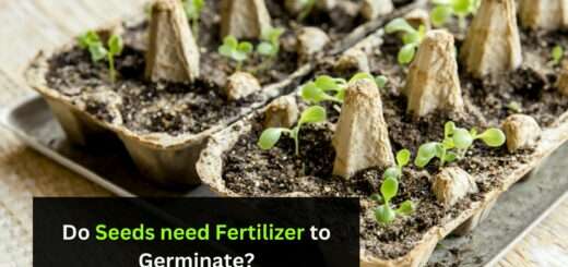 Do Seeds need Fertilizer to Germinate?