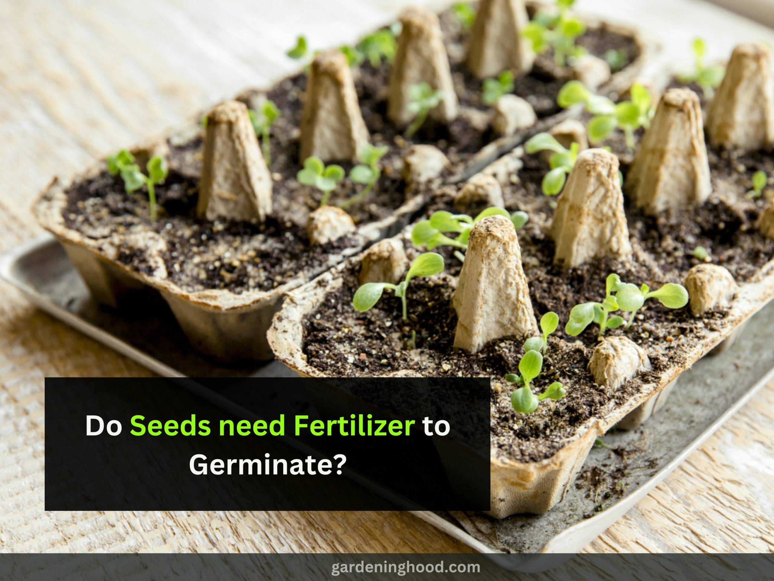 Do Seeds need Fertilizer to Germinate?