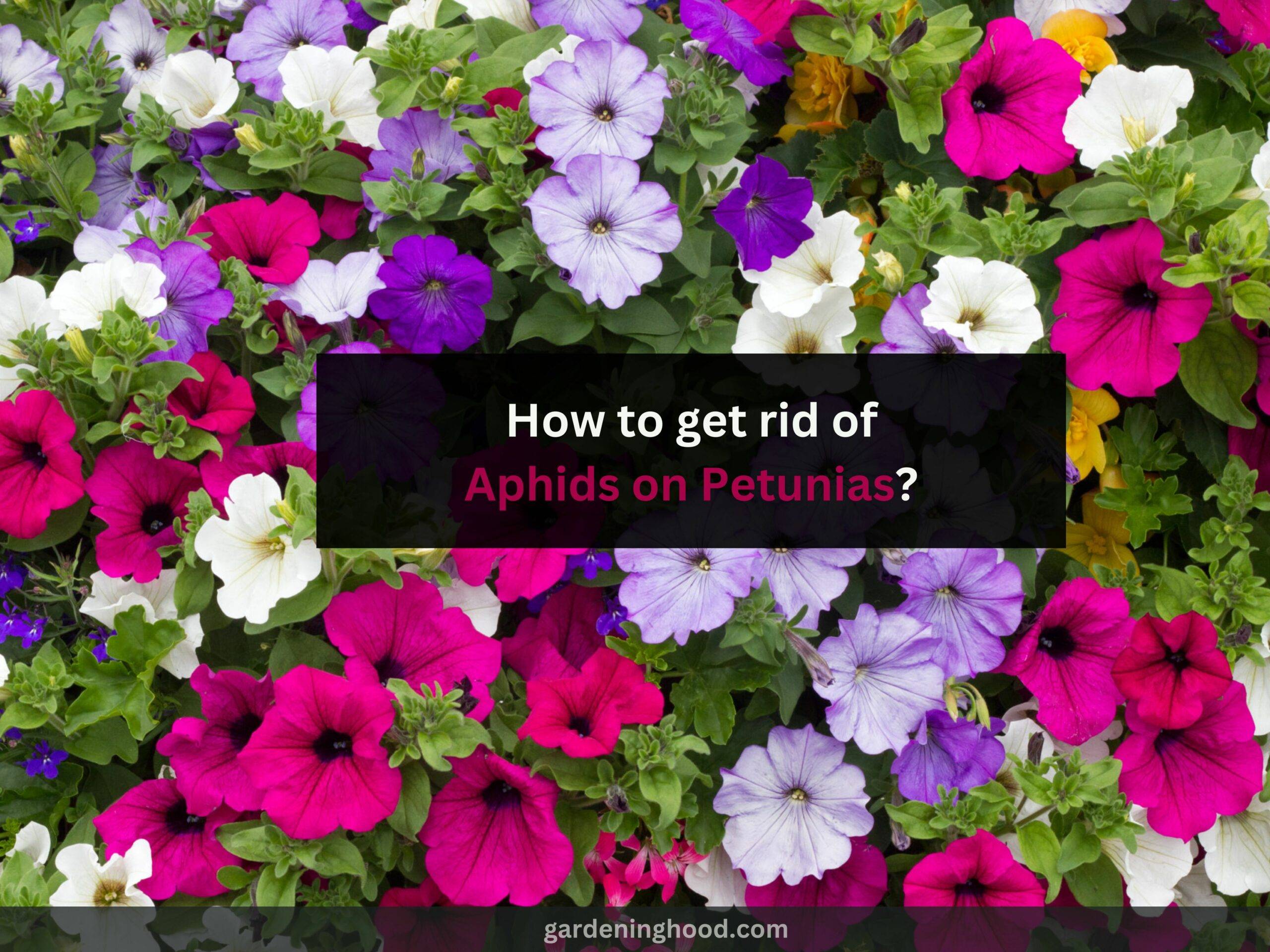 How to get rid of Aphids on Petunias?