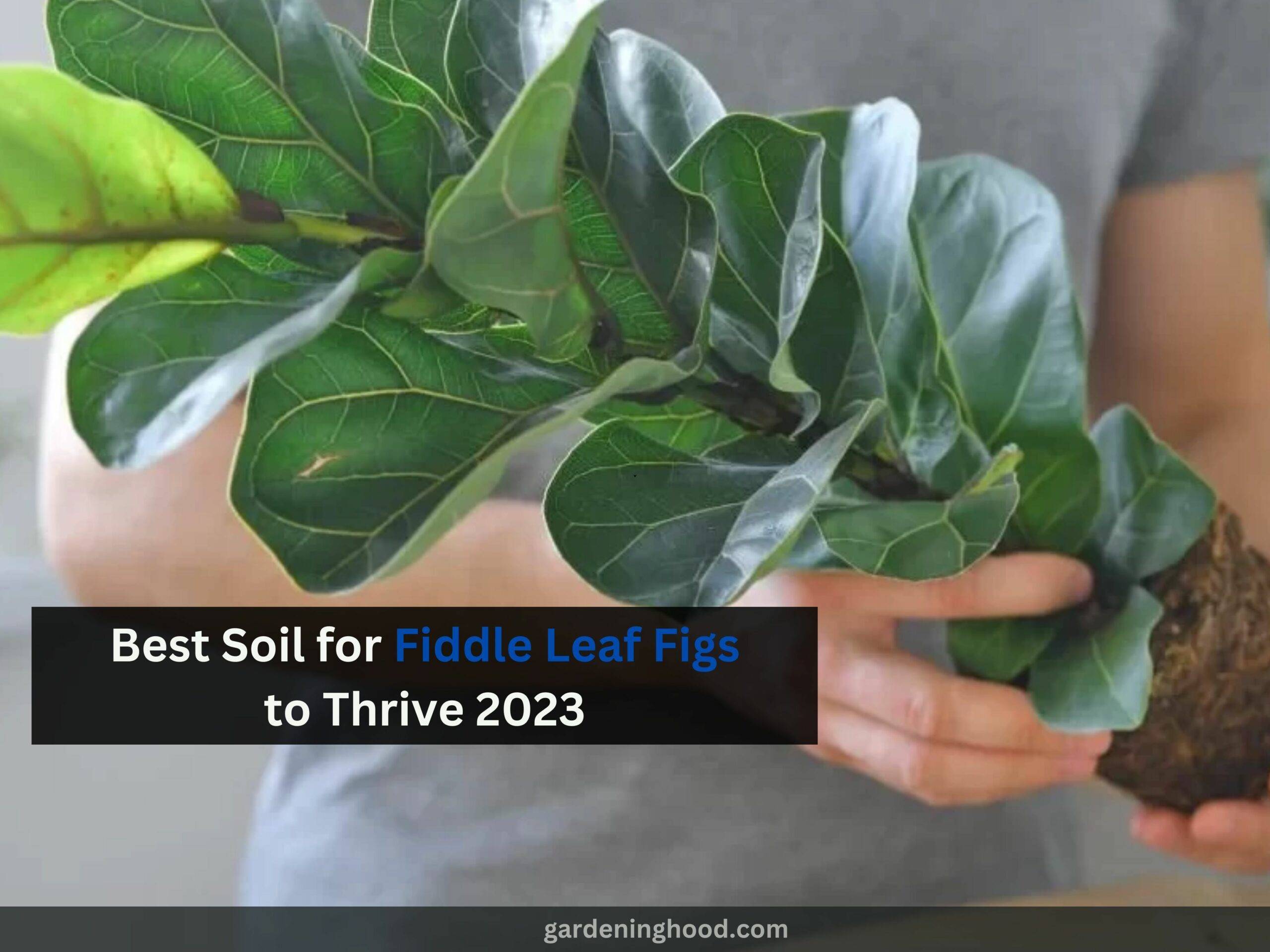 Best Soil for Fiddle Leaf Figs to Thrive 2023